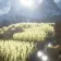 Мод Harvest with Ease