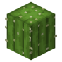 Cactus Dupe
